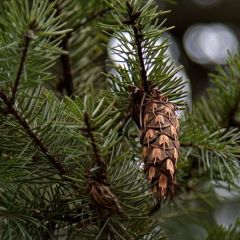 PNW Conifer Tree ID