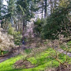 Queer & Trans Community Forest Bathing 