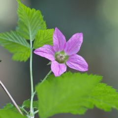 Healing Herbs of the Arboretum