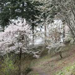 Flowering Trees Walk