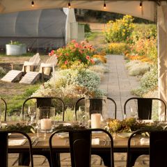 Dinner in the Garden