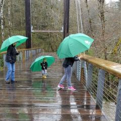 Rain Festival