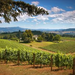 Wildwood Tours Willamette Valley Wine Tasting Tour
