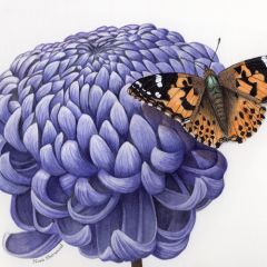 Mums & More Botanical Art Exhibition