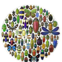 Exquisite Creatures