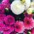 Dahlia Festival