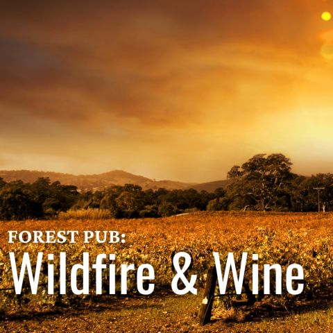 Forest Pub Wildfire amp Wine The - W 1433h 1433 4f655d Screenshot 2025 07 11 At 2 09 15 PM Png