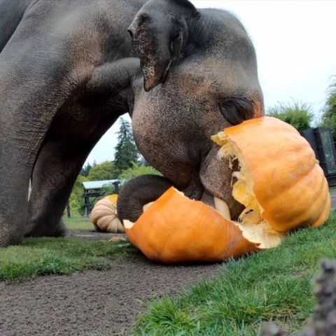 Squishing of the Squash | The Official Guide to Portland