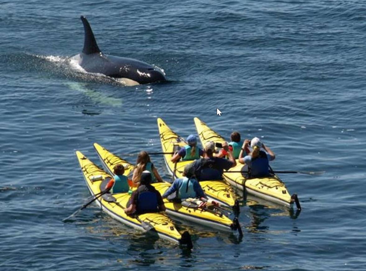 Crystal Seas Kayaking Office