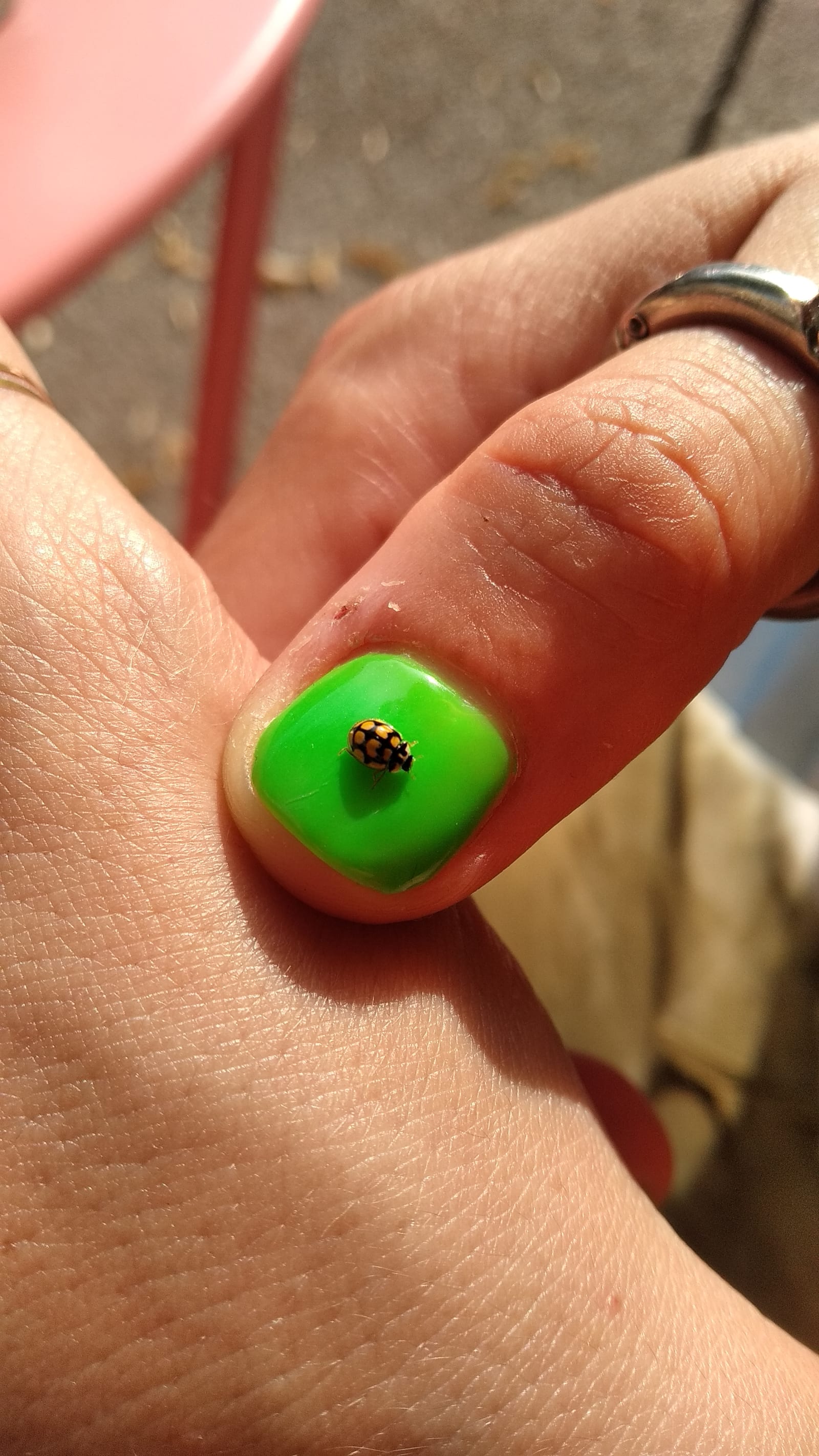 black and yellow - A black and yellow beetle is waiting on a grass-green nail - beetle, nail, nail polish - paul lahana