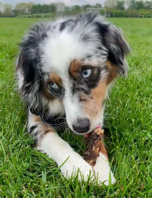 Chilli the dog