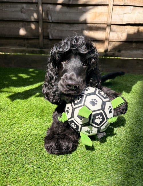Daisy the dog