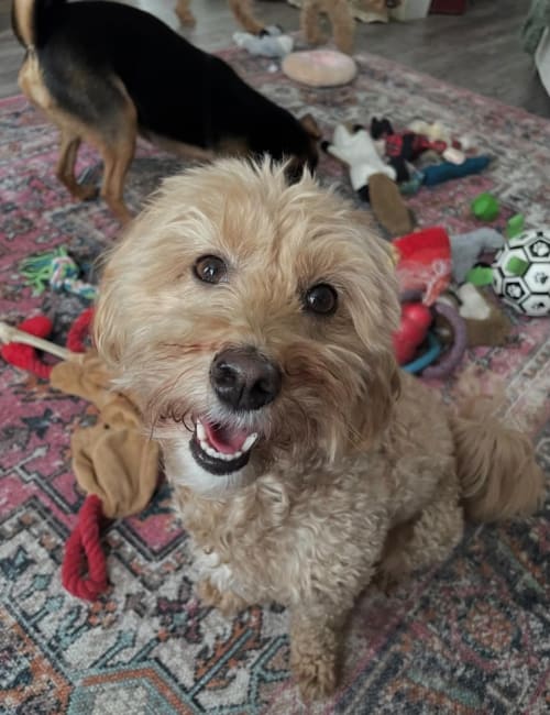 Gertie the dog