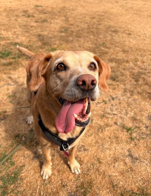 Tilly the dog