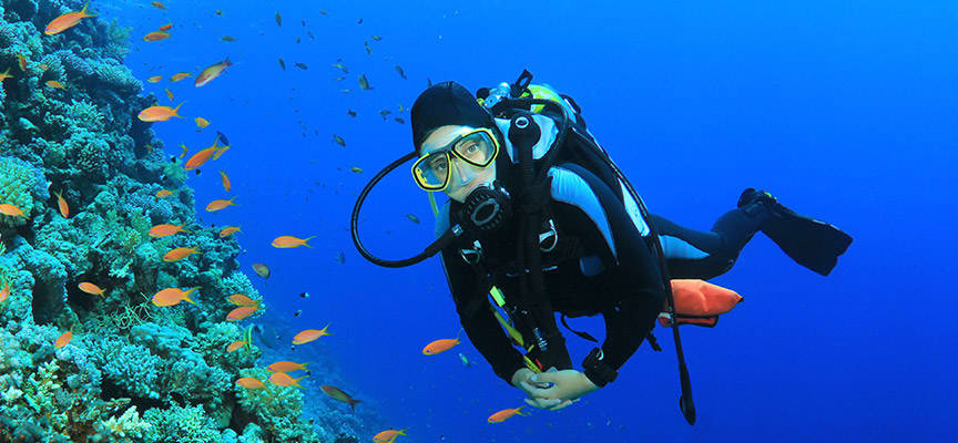 Pelican Rock Cabo San Lucas Snorkeling Scuba Diving Guided Tours
