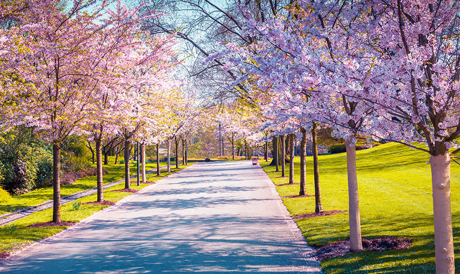 Cherry Blossom Festival 2018 in SF- Hotel Strata