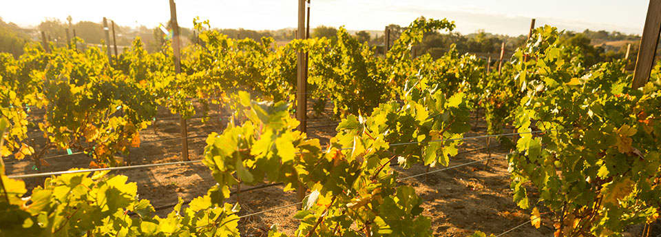 Vineyard View Walk at Paso Robles, California Resort Vineyard View Walk at Paso Robles, California Resort