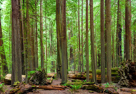 Oregon Redwoods Trail