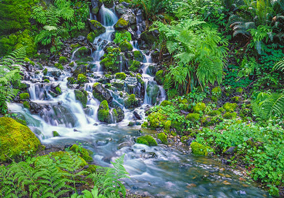 Siskiyou National Forest in Oregon