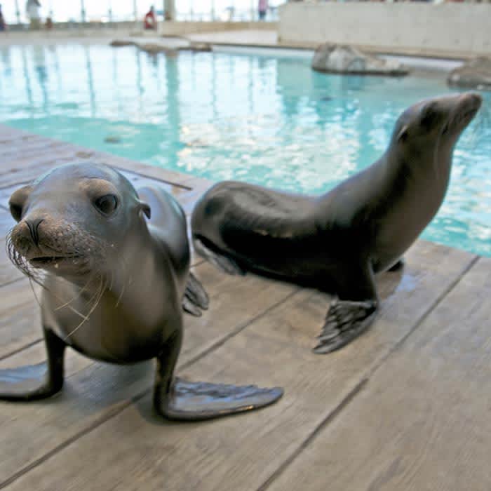 New England Aquarium Package at Boston Hotel New England Aquarium Package at Boston Hotel