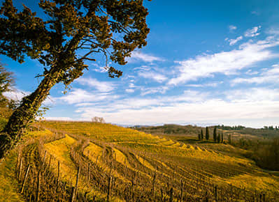 Mountain Winery at California