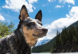 Pet Friendly Pet Friendly
