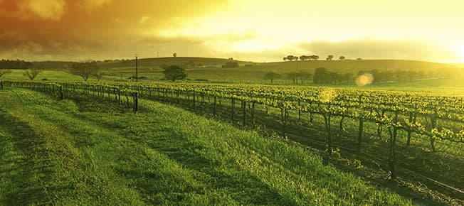 Spicewood Vineyards of Horseshoe Bay
