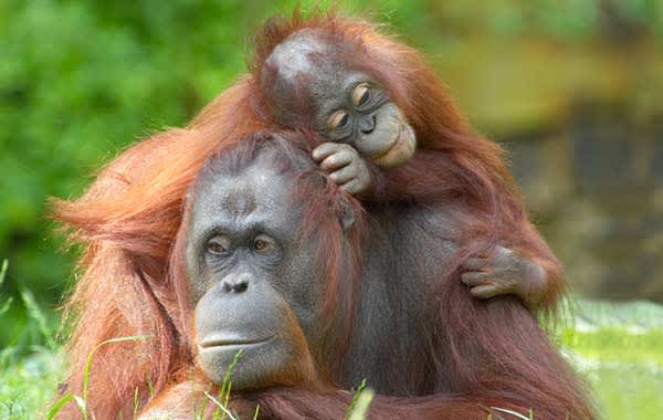 Cincinnati Zoo at Sharonville