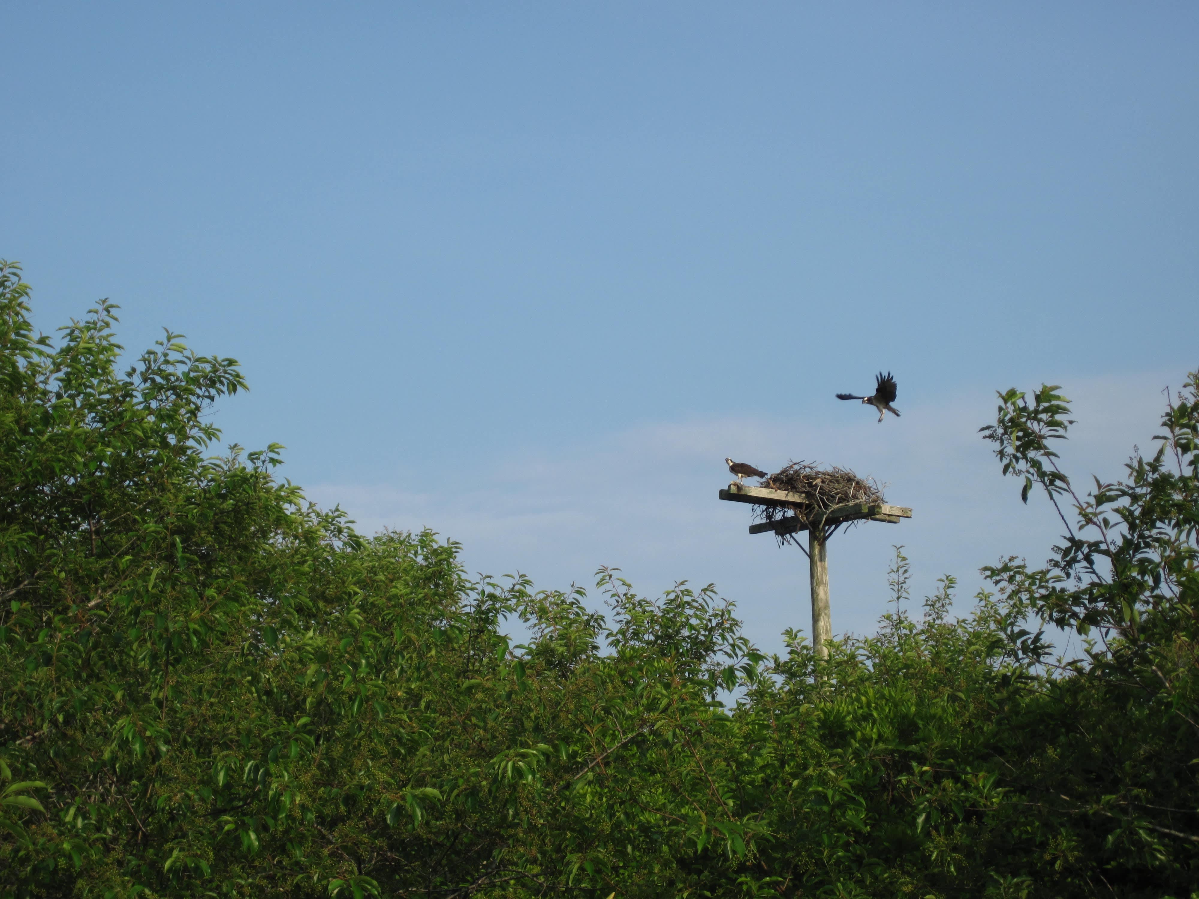 Peter Brace Blog Osprey