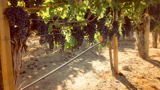 Vine-Sunlight-Metro-Market-Filter