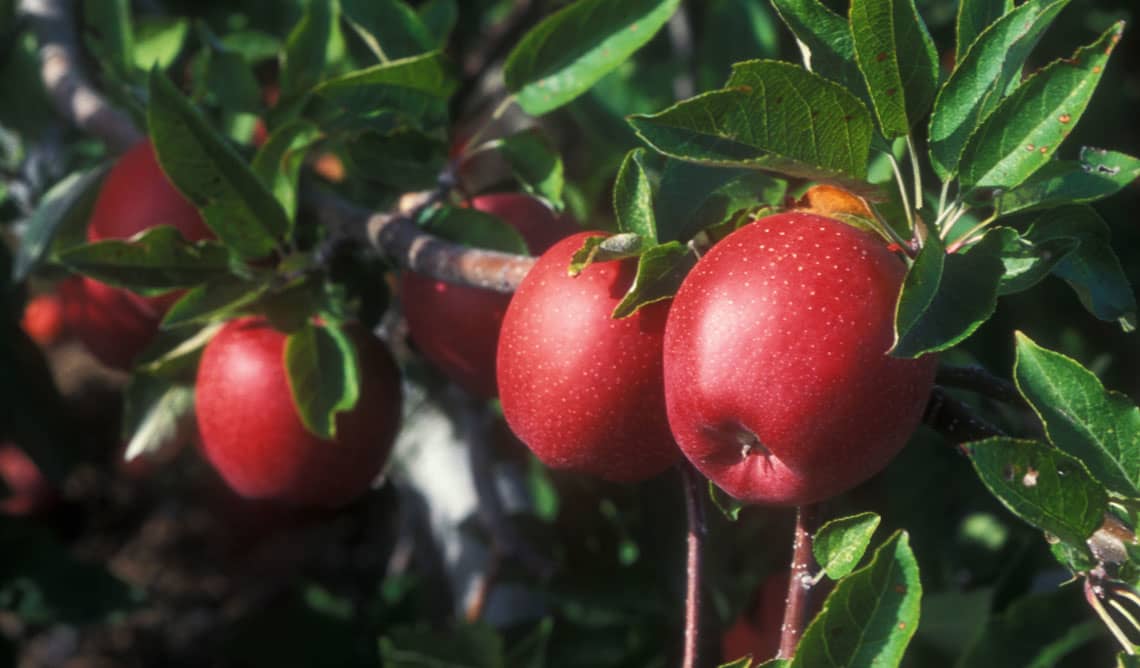 Middlefield Orchard Cooperstown New York