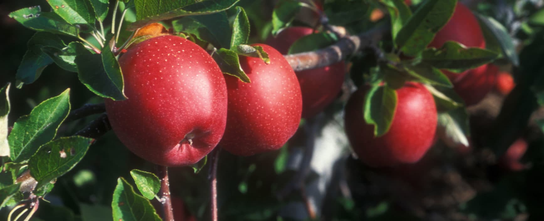Middlefield Orchard Cooperstown New York