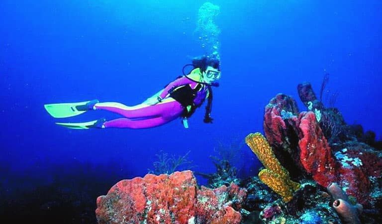 Dixie Divers at Florida