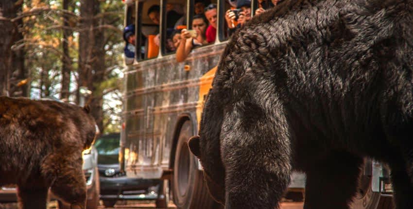 Bearizona Park in Arizona: Bears, Raptors & Other Wildlife