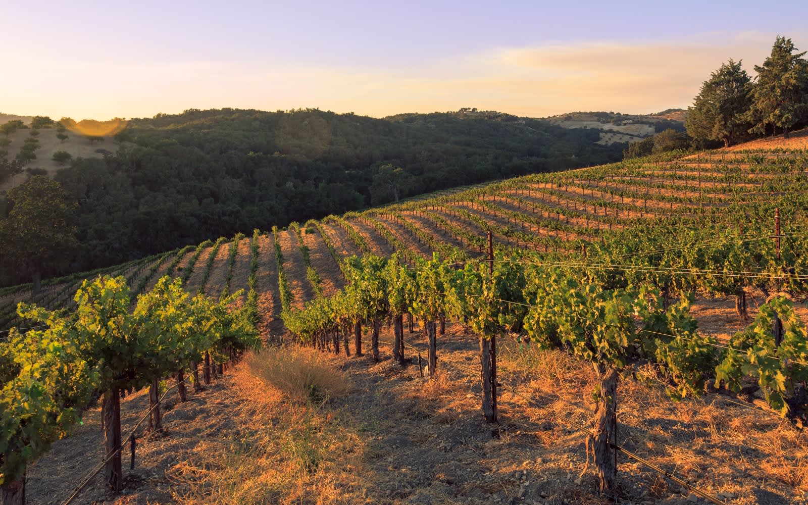 Paso Robles Event Calendar 2023 Things To Do In Paso Robles, CA Wine Tasting, Zip Lining & Dining
