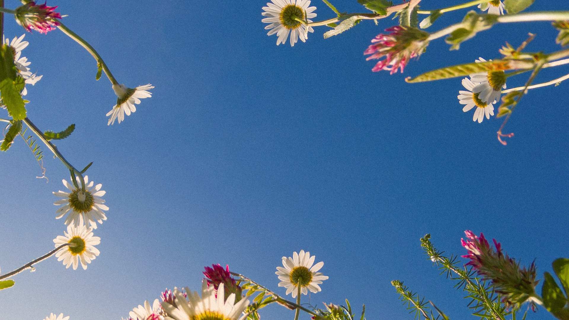 Natural floral certifications background