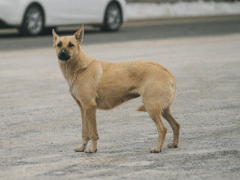 Владельцев собак обяжут выплачивать пенсию тем, кто пострадал от нападения псов