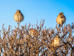 Вильфанд назвал главный фактор аномального тепла в европейской части России