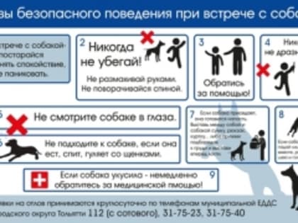 Как вести себя при встрече с собаками?
