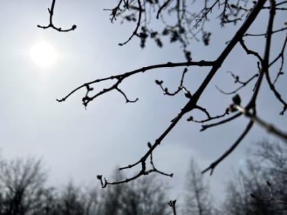 Оттепель, дожди и мартовская погода: синоптики заявили об аномалии в Сызрани, Самаре и Тольятти