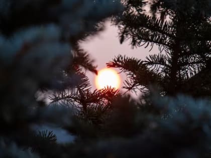 Подарок ценой в полмиллиона: в Самаре 18-летний парень срубил голубую ель, чтобы порадовать любимую