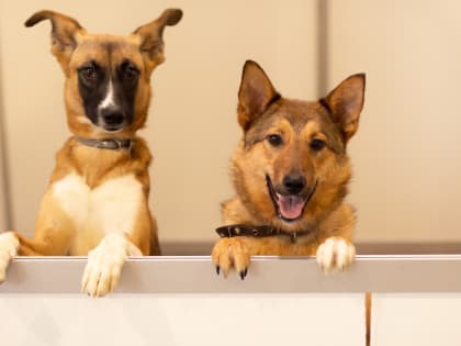 15-16 апреля в Самаре пройдет фестиваль-выставка животных из приютов «Друг Человека»