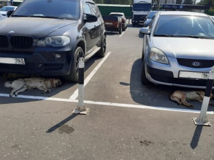 Так вот зачем нужны иномарки: бродячие псы Сызрани не самые глупые в мире