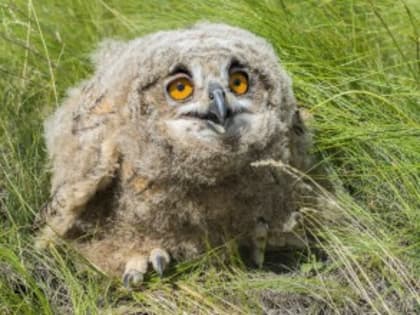 Самарский зоопарк проведет лекцию о пернатых хищниках