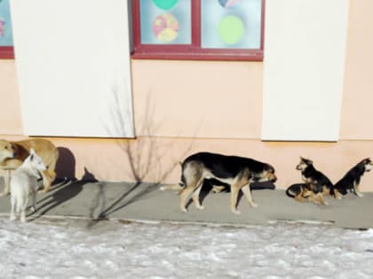 Собака – друг или враг?