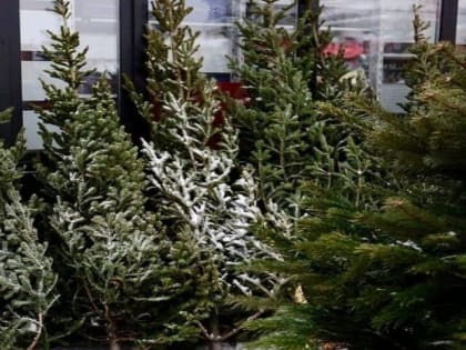 В Тольятти проходит акция по сбору хвойных деревьев