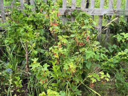Рак больше не страшен: добавьте эту ягоду в свой рацион — врач точно знает что делать