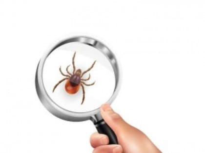 Эксперт объяснила, что нужно делать при укусе клеща