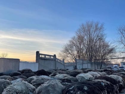 Тайна выпотрошенной козы