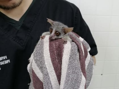 Помог вылечить перелом: ветеринар прооперировал 130-граммового лемура